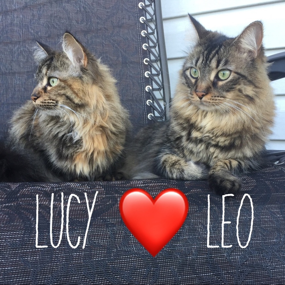 ♥️Lucy & Leo♥️